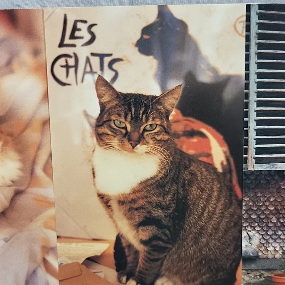Vintage Oversized Kitty Cat Postcards 7pc Lot #4